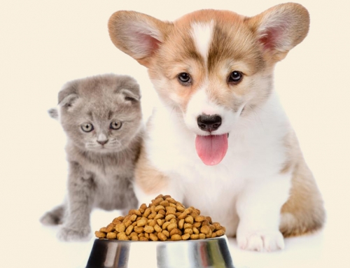 Smeju li mačke jesti pseću hranu, i obrnuto?