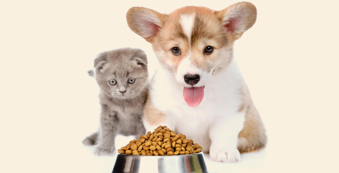Smeju li mačke jesti pseću hranu, i obrnuto?